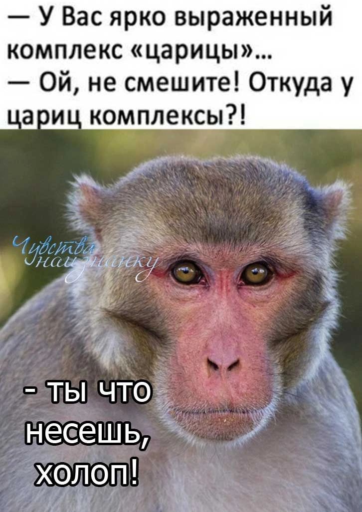 У Вас ярко выраженный комплекс царицы Ой не смешите Откуда у а и комплексы ты что несешь холоп