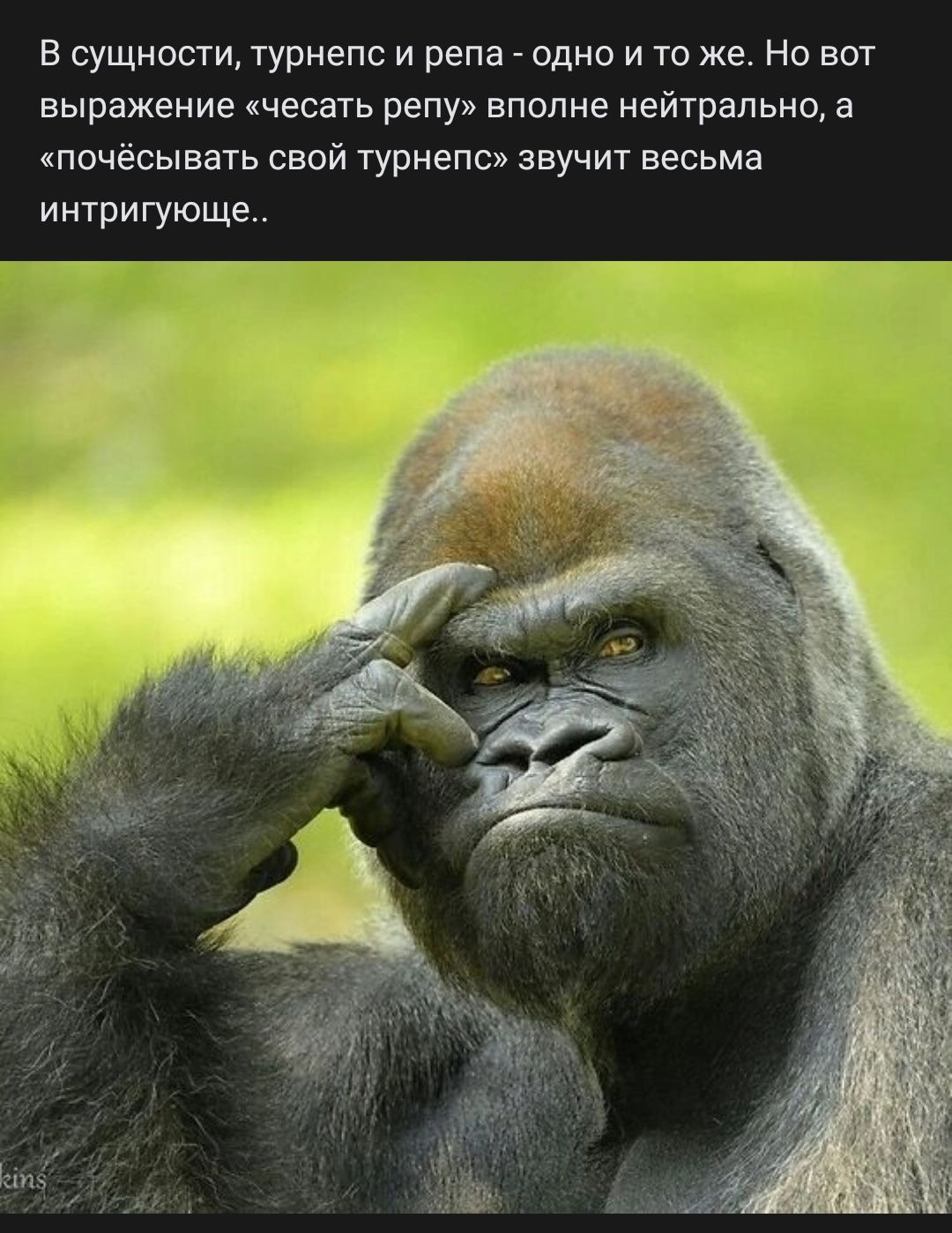 В сущности турнепс и репа _ одно и то же Но вот выражение чесать репу вполне нейтрально а псчесывать свой турнепс звучит весьма интригующе