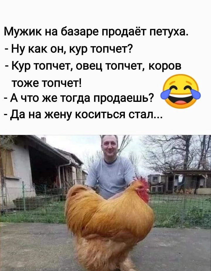 Как петух топчет курицу схема