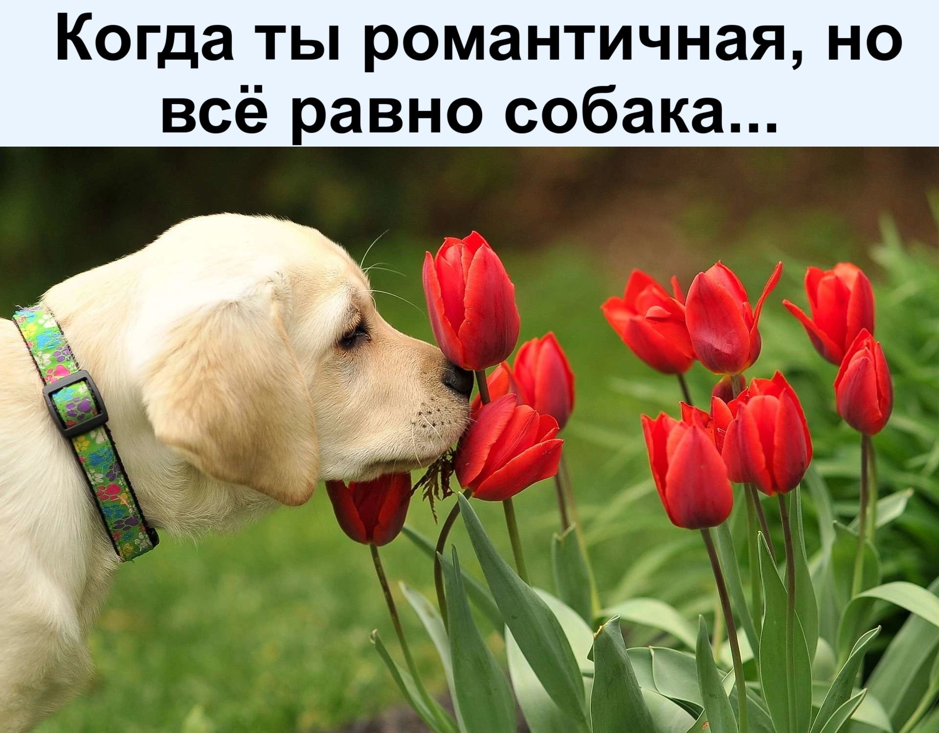 Когда ты романтичная но всё савно собака