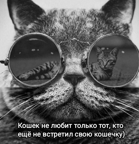 _ КОШЕК не ЛЮБИТ ТОЛЬКО ТОТ КТО _ ещё не встретил свою кошечкуч_г