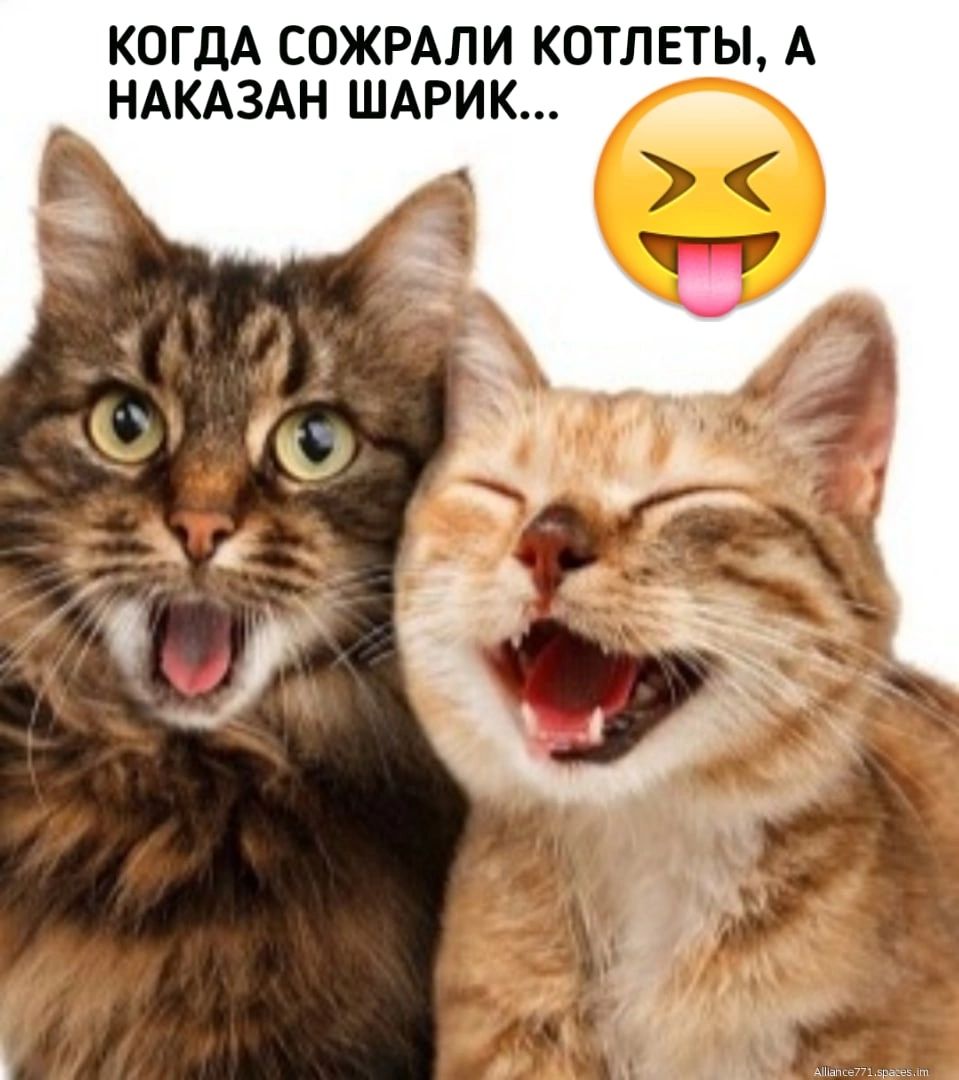 КОГДА СОЖРАЛИ КОТЛЕТЫ А НАКАЗАН ШАРИК