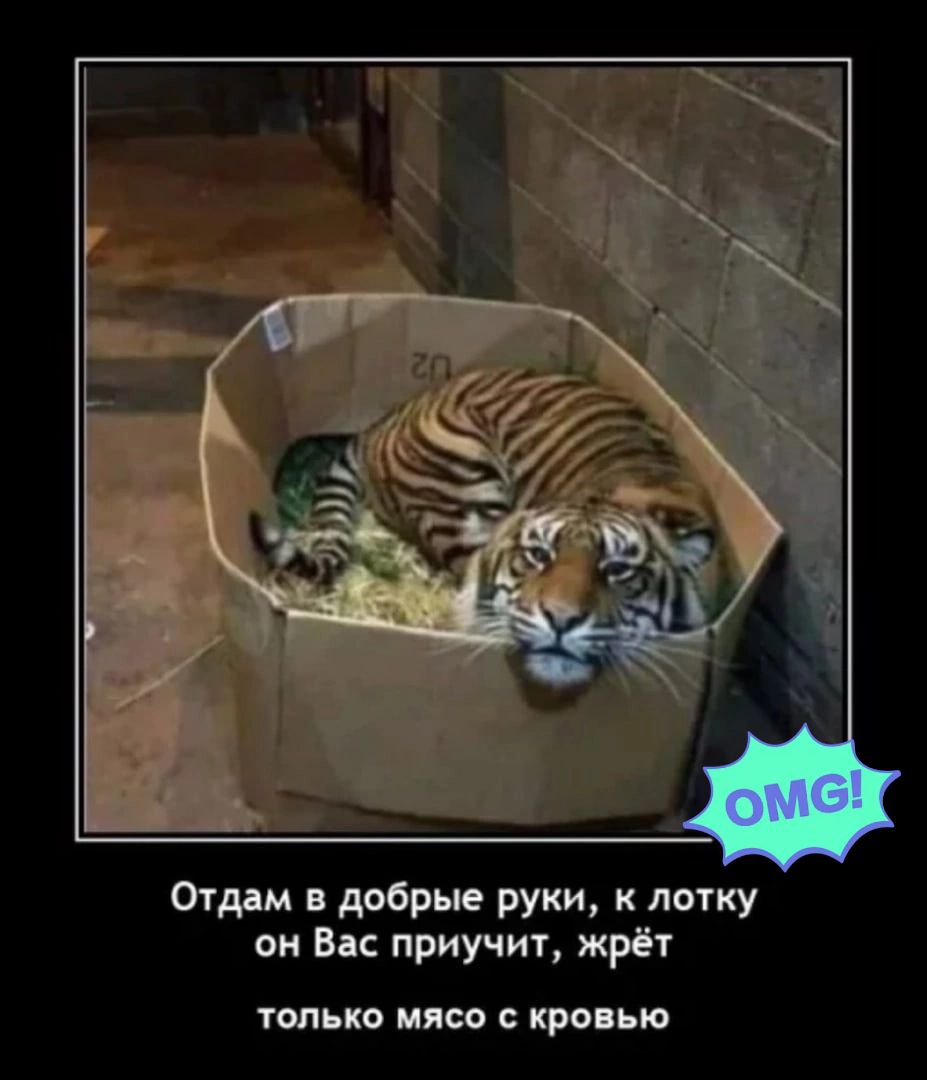 Отмм добрые руки к лотку он В приучит жрет только или с кровью