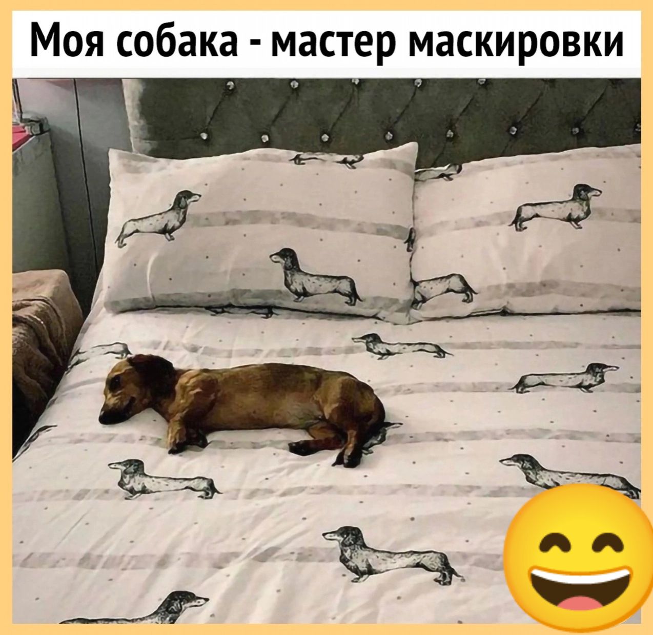 Моя собака мастер маскировки