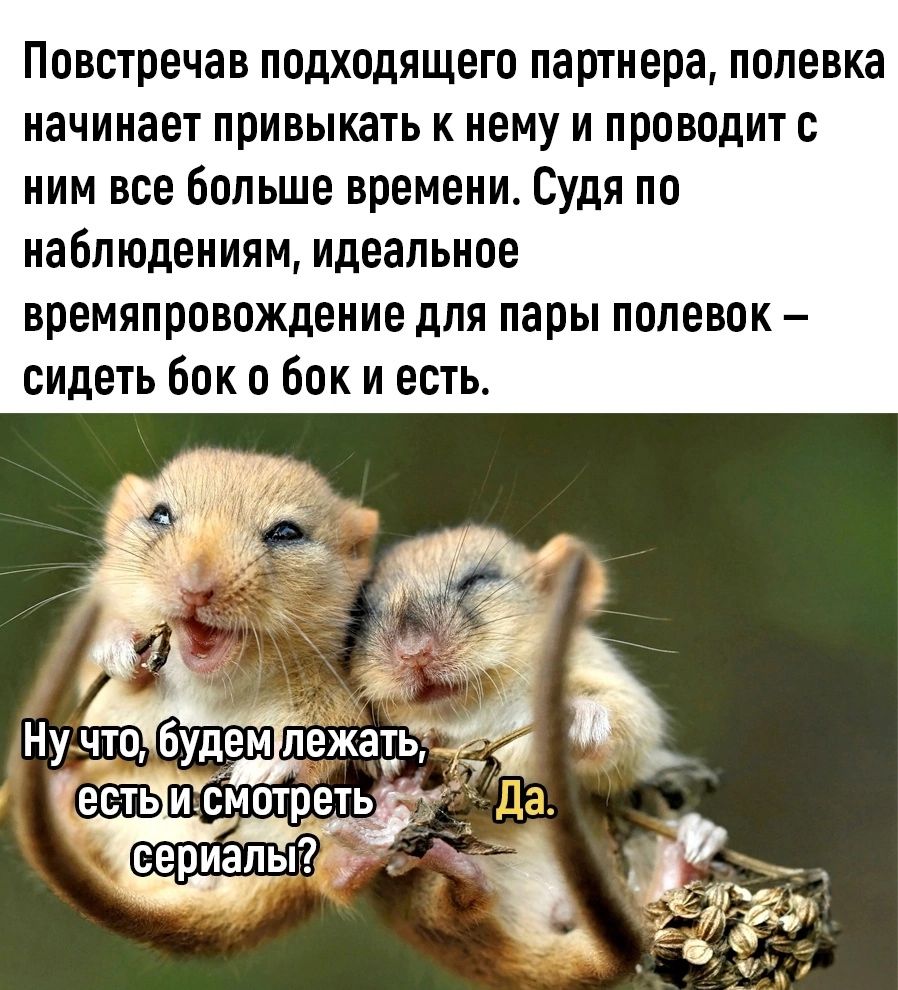 Повстречав подходящего партнера полевка начинает привыкать к нему и проводит с ним все больше времени Ъдя по наБп юдениям идеальное времяпровождение для пары полевок сидеть Бок о Бок и есть Ну_ч_то будем лежадьд есть иомотре сериалы ч