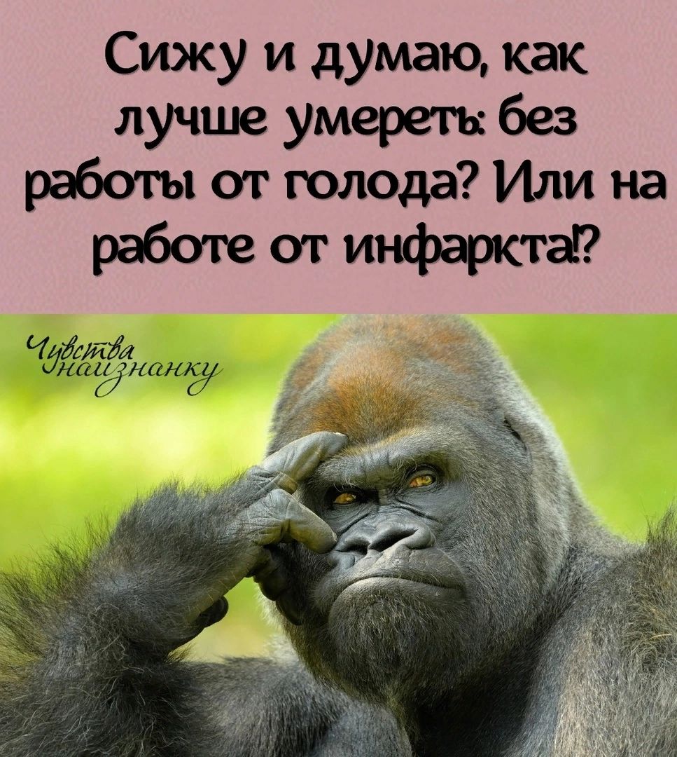 Сижу и думаю как лучше умерет без работы от голода Или на работе от инфаркта тг