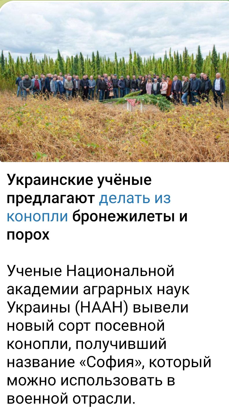 Украинские ученые предлагают делать из конопли бронежилеты и порох Ученые Национальной академии аграрных наук Украины НААН вывели новый сорт посевной конопли получивший название София который можно использовать в военной отрасли