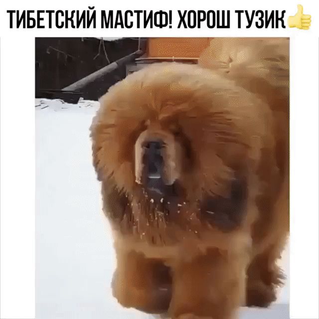 ТИБЕТВКИЙ МАСТИФ ХОРОШ ТУЗИК Ъ