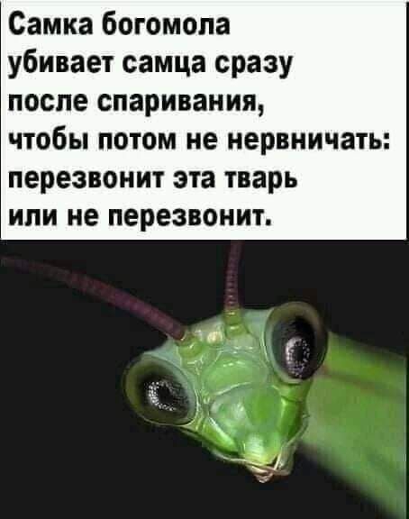 Самка богомола убивает самца сразу после спаривания чтобы потом не нервничать перезвонит эта тварь ИЛИ не перезвонит