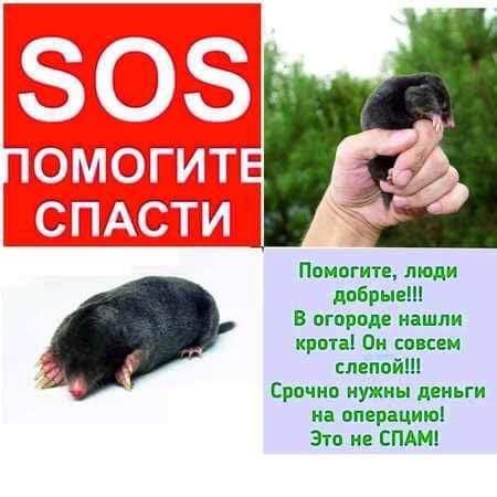 Помогите толи добрые В отводе нашли клип Он совсем слепой Српчнп иужны деньги и впершиюі Это на СПАМ