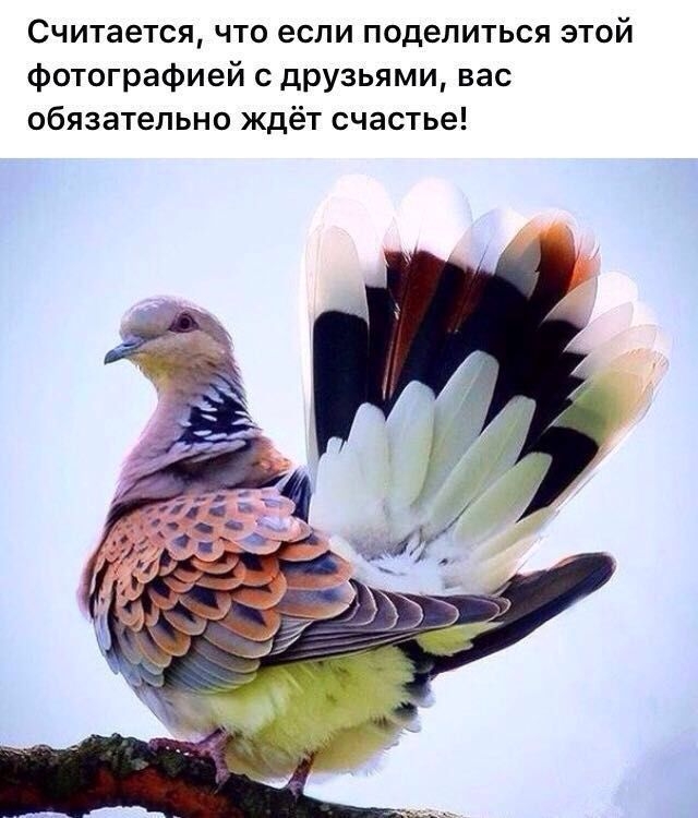 Считается что если поделиться этой фотографией с друзьями вас обязательно ждёт счастье
