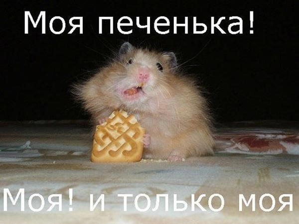 Моя печенька