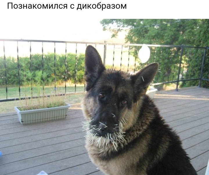 ПОЗНЭКОМИЛСЯ С дикобразом