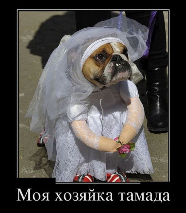 Моя хозяйка тамада