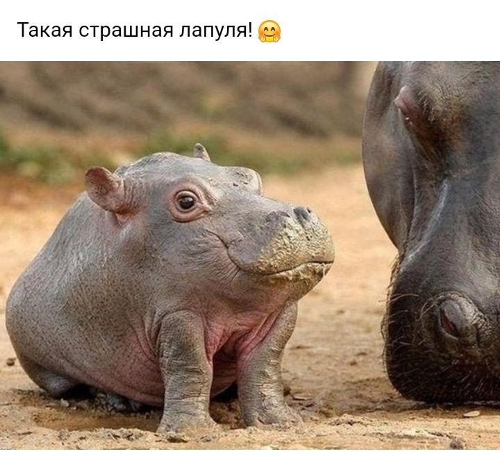 Такая страшная лапупя в