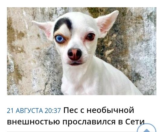 21 АВГУСТА 2037 Пес с необычной внешностью прославился в Сети_ А