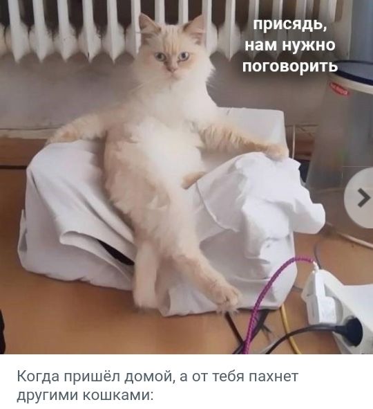 присядь нам нужно поговорить Когда пришёл домой а от тебя пахнет другими кошками