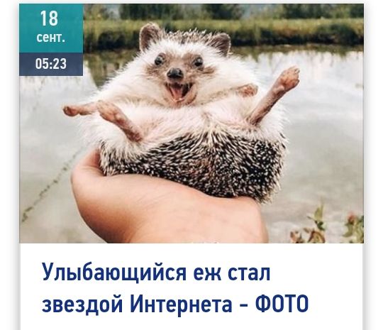 Улыбающийся еж стал звездой Интернета ФОТО