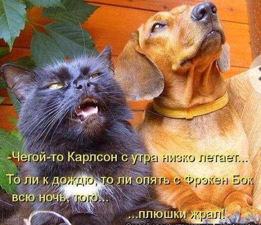 НИЗКО ПЭТ _ц