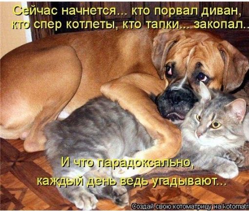йчас начнется КТО порвал диван спер котлеты ктч тащи ЁЁ закопал