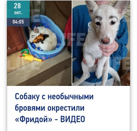 Собаку с необычными бровями окрестили Фридой ВИДЕО