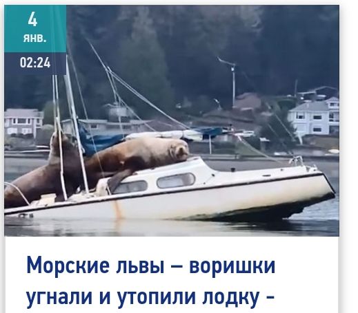 Морские львы воришки угнали и утопили лодку