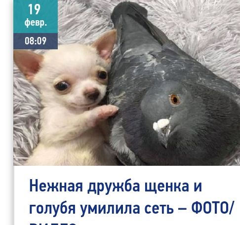 Нежная дружба щенка и голубя умилила сеть ФОТО