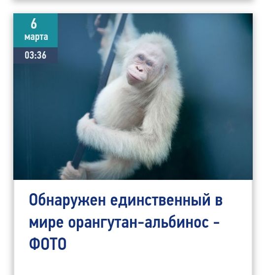 Обнаружен единственный в мире орангутанальбинос ФОТО