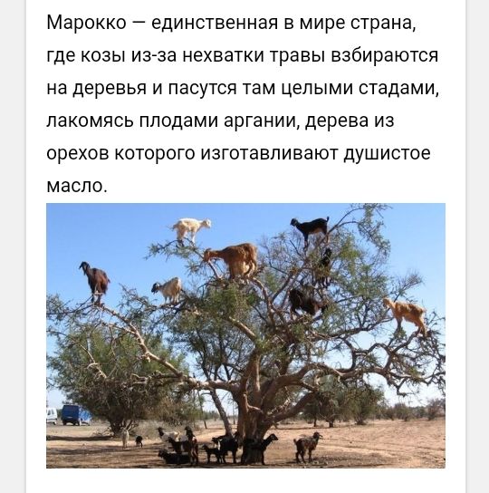 Марокко _ ЕДИНСТВЕННЭЯ В мире страна где КОЗЫ из за нехватки ТРЭВЫ ВЗОИРЭЮТСЯ на деревья И ПЗСУТСЯ там целыми стадами пакомясь ПЛОДЭМИ аргании дерева ИЗ ОРЕХОВ КОТОРОГО ИЗГОТЗВПИБЭЮТ душистое МЗСПО