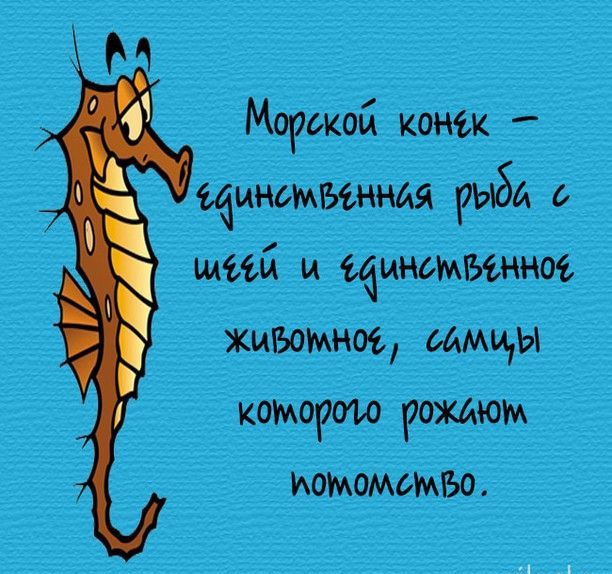 М Моркой конёк ЦНСМБЪННАЙ рыба щим и биномъіннм жизомноз самцы КОМ РОЖДЮМ ИОМОМЫЖБО