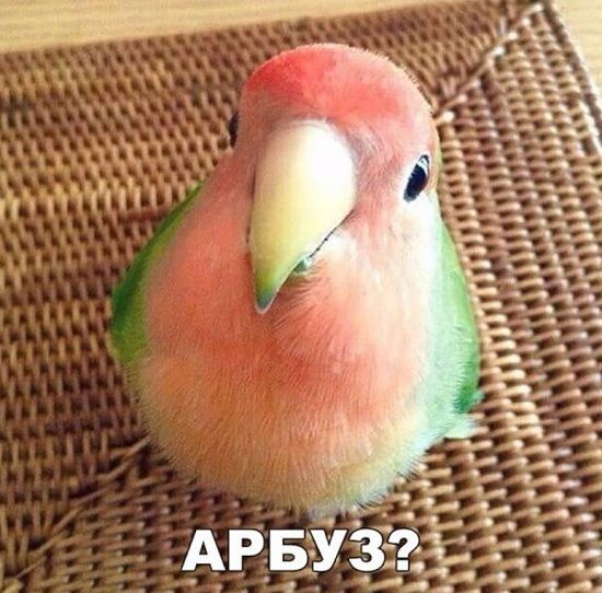 д ну П