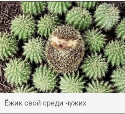 Ежик своп среди чужих