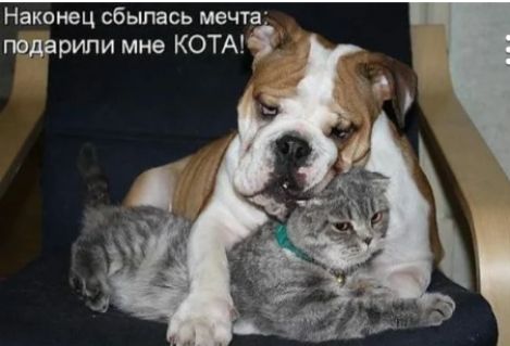 Наконец сбылась мечта подарипи мне КОТА