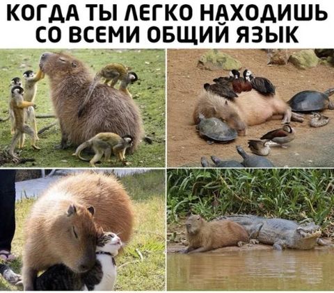 КОГДА ТЫ ЛЕГКО НВХОАИШЬ СО ВСЕМИ ОБЩИИ ЯЗЫК