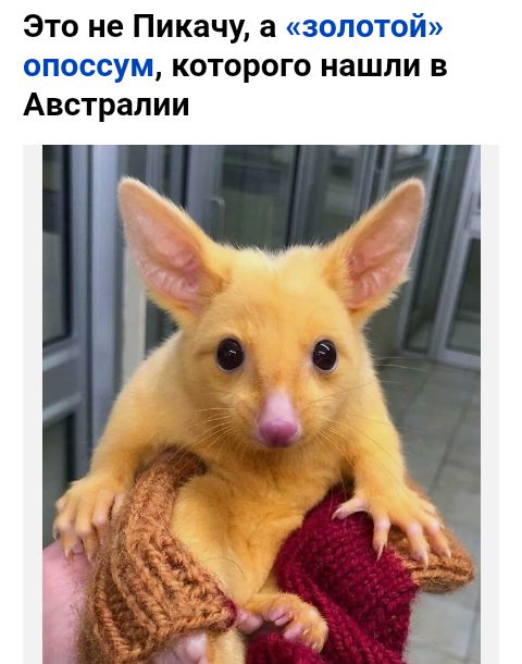 Это не Пикачу а и которого нашли в Австралии