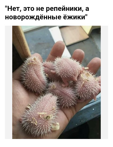 Нет это не репейники а новорождённые ёжики