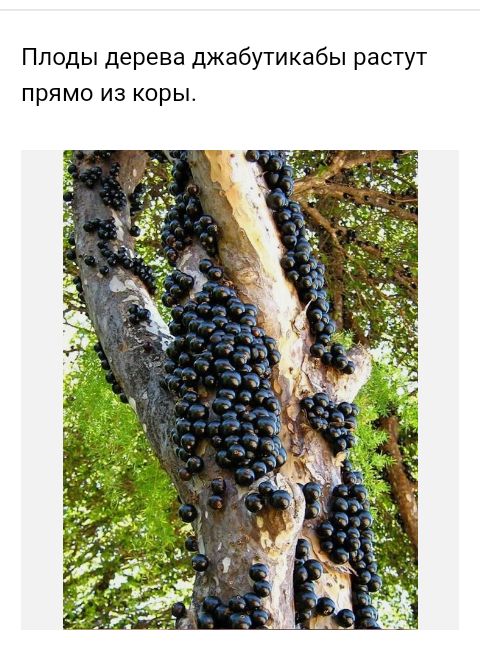 Пподы дерева джабутикабы растут прямо из коры