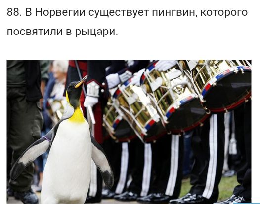 88 В Норвегии существует пингвин которого ПОСВЯТИПИ В рыцари