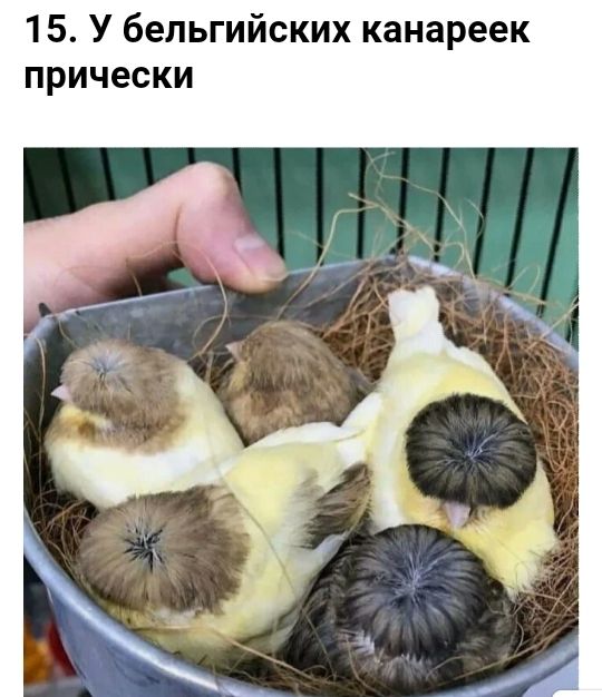 15 У бельгийских канареек прически
