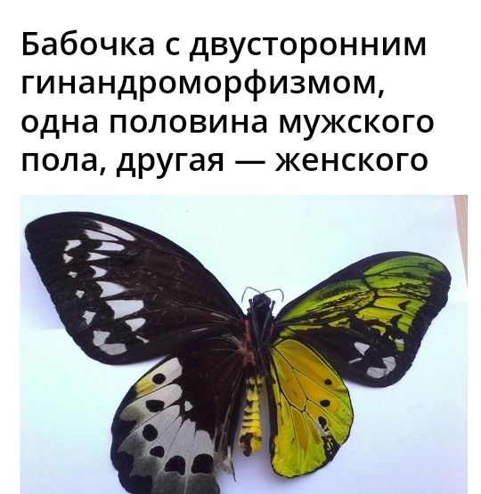 Бабочка с двусторонним гинандроморфизмом одна половина мужского пола другая женского