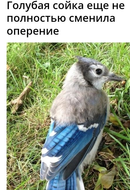 Голубая сойка еще не полностью сменила оперение