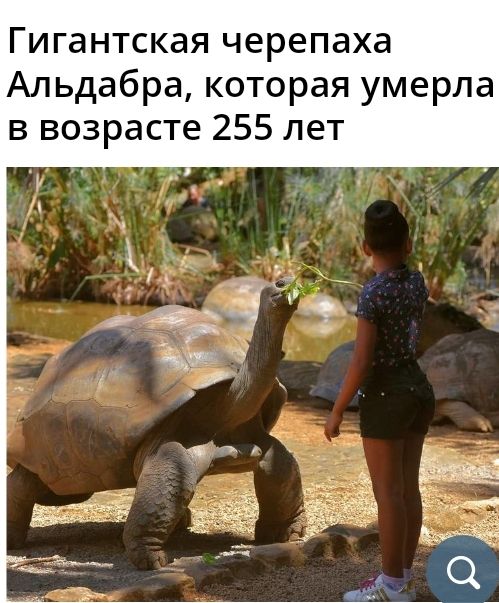 Гигантская черепаха Альдабра которая умерла в возрасте 255 лет