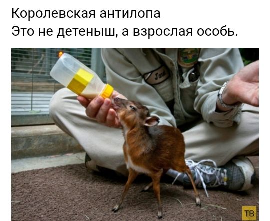 Королевская антилопа Это не детеныш а взрослая особь