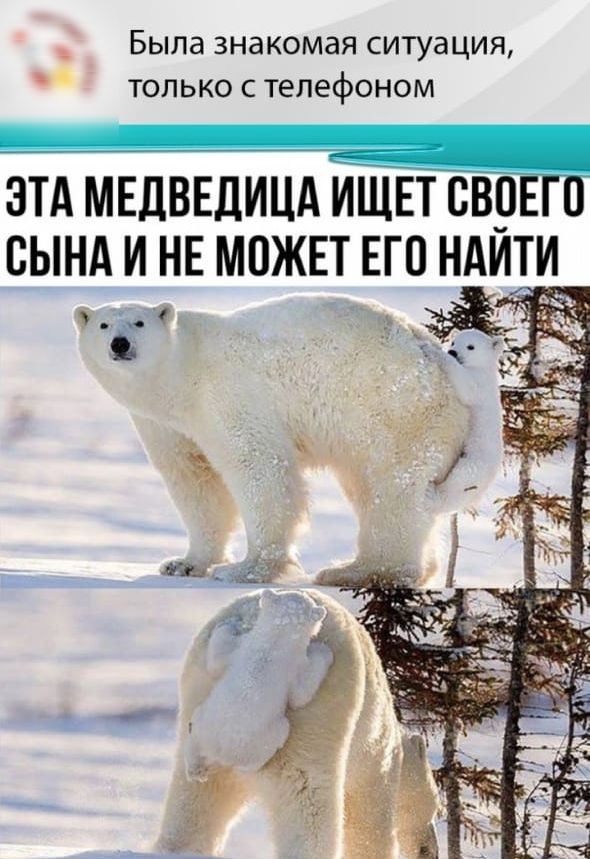 Была ЗНаКОМЭЯ СИТуаЦИЯ ТОЛЬКО С телефоном ЭТА МЕДВЕДИЦА ИЩЕТ СВОЕ И СЫНА И НЕ МПЖЕТ ЕГО НАИТИ