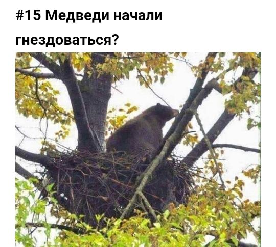 15 Медведи начали