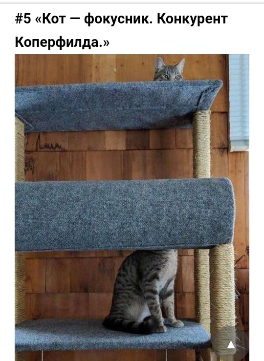 5 Кот фокусник Конкурент Коперфилда