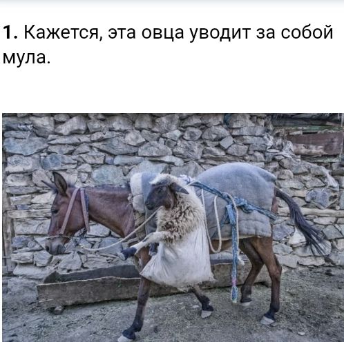 1 Кажется эта овца уводит за собой мула