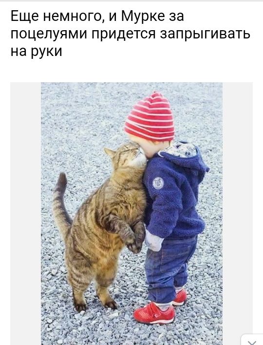 Еще немного и Мурке за поцелуями придется запрыгивать на руки