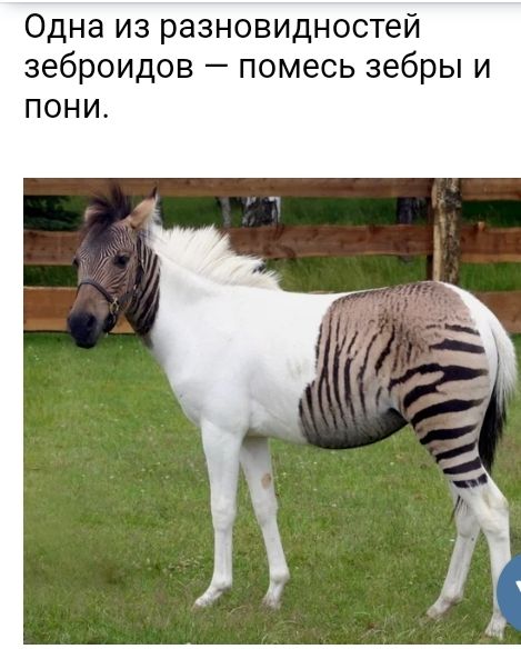 Одна из разновидностей зеброидов помесь зебры и ПОНИ