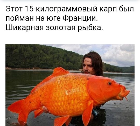Этот15 килограммовый карп был пойман на юге Франции Шикарная золотая рыбка